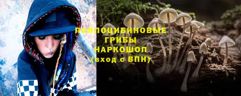 Псилоцибиновые грибы Psilocybe  где можно купить наркотик  Ахтубинск 